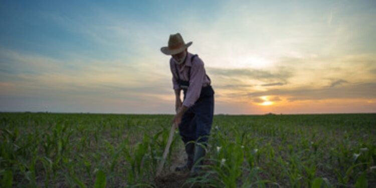 Aposentadoria por idade do trabalhador rural: O que é e como solicitar?
