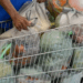 Distribuição de CESTAS BÁSICAS a partir de HOJE (17/04) para famílias cadastradas no Bolsa Família