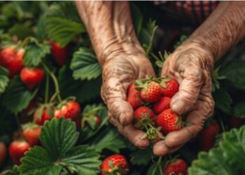 Tudo o que você precisa saber sobre APOSENTADORIA RURAL 2024