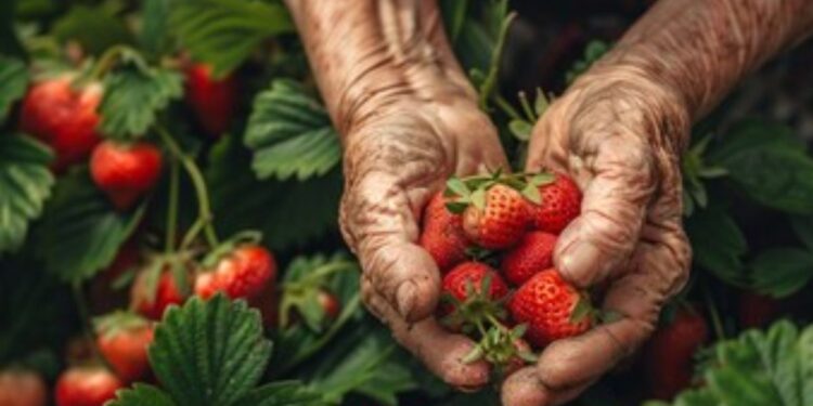 Tudo o que você precisa saber sobre APOSENTADORIA RURAL 2024