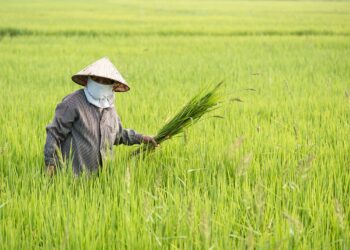Garanta seu Futuro no Campo: Entenda Tudo sobre a Aposentadoria Rural do INSS