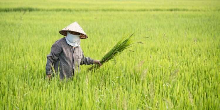 Garanta seu Futuro no Campo: Entenda Tudo sobre a Aposentadoria Rural do INSS
