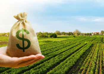 Beneficiários do Bolsa Família: Sua OPORTUNIDADE de Trabalho Temporário no Agro chegou!