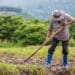 Aposentadoria Rural: Saiba quem tem direito e Mais