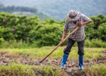 Crédito Agropecuário: Como Solicitar?