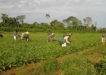 Trabalhadores rurais colhendo produtos no campo, representando os beneficiários do programa Desenrola Rural.
