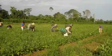 Trabalhadores rurais colhendo produtos no campo, representando os beneficiários do programa Desenrola Rural.