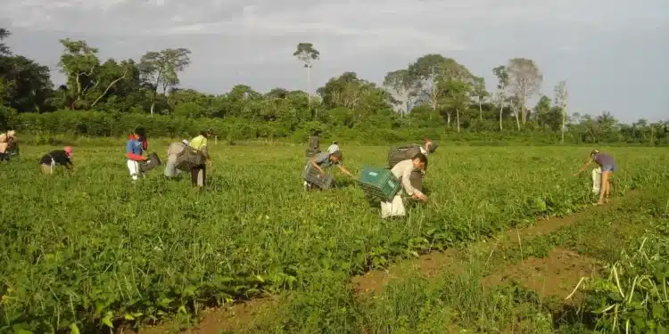 Trabalhadores rurais colhendo produtos no campo, representando os beneficiários do programa Desenrola Rural.