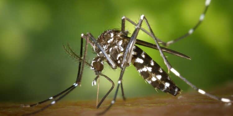 Mosquito Aedes aegypti com padrão branco característico, vetor do vírus Zika, pousado na pele humana.