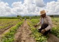 Agricultores trabalhando no campo em uma plantação, com céu parcialmente nublado ao fundo.