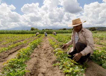 Agricultores trabalhando no campo em uma plantação, com céu parcialmente nublado ao fundo.