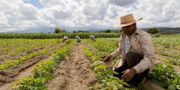 Agricultores trabalhando no campo em uma plantação, com céu parcialmente nublado ao fundo.