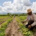 Agricultores trabalhando no campo em uma plantação, com céu parcialmente nublado ao fundo.