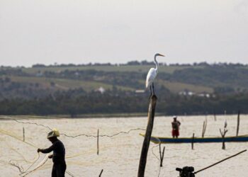Imagem de pescador lançando rede e uma garça em um poste, ilustrando o contexto do Seguro-Defeso.