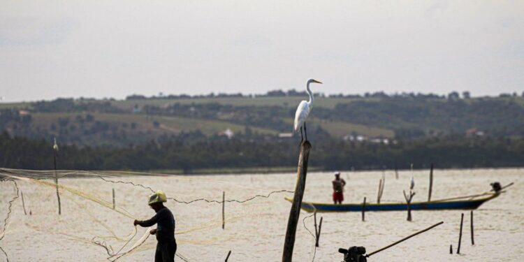 Imagem de pescador lançando rede e uma garça em um poste, ilustrando o contexto do Seguro-Defeso.