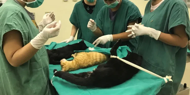 Grupo de estudantes de veterinária esteriliza gatos anestesiados em mesa cirúrgica coberta com pano verde