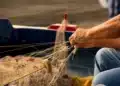 Pescador manuseando redes de pesca dentro de um barco, representando os trabalhadores que podem se beneficiar do Seguro-Defeso, cujo prazo foi ampliado até junho de 2026.