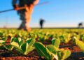 Pessoas trabalhando em plantação com mudas verdes sob céu azul e luz forte