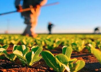 Pessoas trabalhando em plantação com mudas verdes sob céu azul e luz forte
