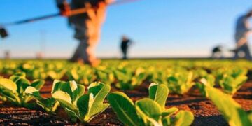 Pessoas trabalhando em plantação com mudas verdes sob céu azul e luz forte