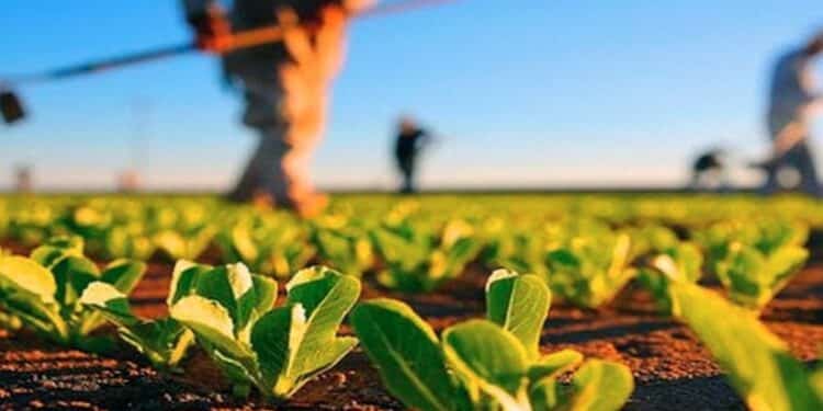 Pessoas trabalhando em plantação com mudas verdes sob céu azul e luz forte